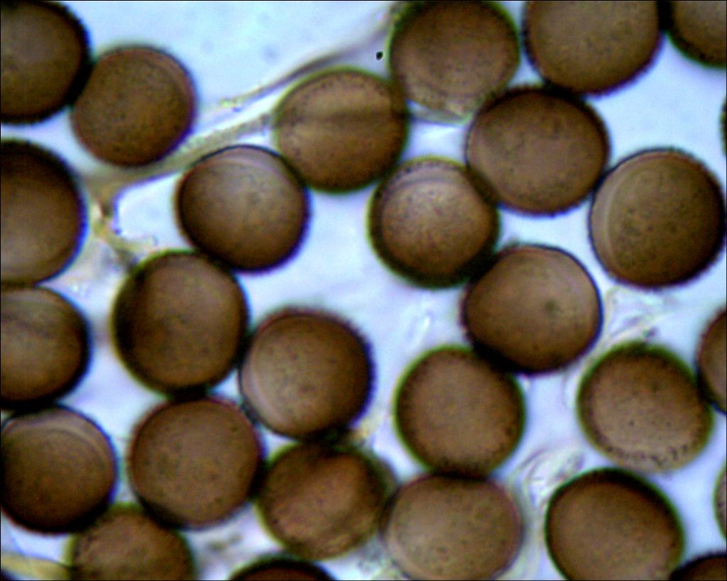 Lamproderma sp, Olympos